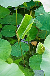 十大禁止的应用：疾驰于代码之外，方向盘上的荣耀对决-2