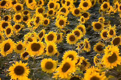 男生将困困申请女生的:虚拟竞速新潮流,玩家巧改赛车化身创意情书引爆社交-3