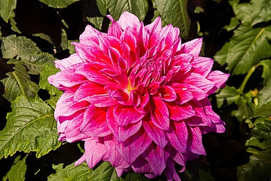 打扑克又疼又不该被子：极速狂飙与智谋交锋，体验双重对决的驾驶策略盛宴-2