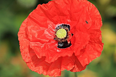 黄色软件下载3.0.3每天无限：金色超跑免费拿，每日任务高效攻略揭秘-4