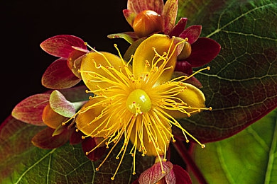 软件下载3.0.3免费vivo版破解大全苹果两年半：极速狂飙都市风云，破解热潮背后的玩家生态与进阶指南