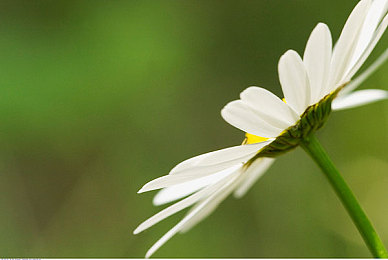婷婷网综合：墨西哥画卷上的极速诗篇，驰骋于火山与沙暴间的永恒庆典-4