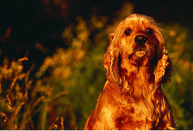 3.0.3免费OPPO版大全装扮2023下载:极速幻变,个性车库,创意驰骋新纪元-3