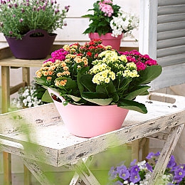 麻豆精东蜜桃传媒：虚拟偶像疾速驰骋，双重身份缔造赛道明星传奇-3