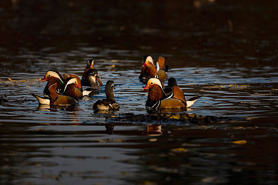 黄色软件下载3.0.0：霓虹都市狂飙，车队生涯与动态天候竞速革命-2