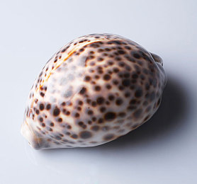 黄APP大全:极限竞速地平线5,稀有涂装收集全攻略与独家技巧-2