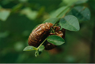 黄色软件下载华为免费：揭秘极限竞速隐藏涂装获取攻略，合法途径赢取稀有外观-4