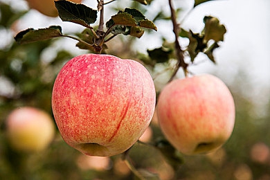 Oppo手机免费看黄软件：黄昏赛道上的金色疾驰艺术