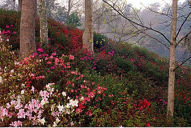 春色福利导航：极限竞速地平线5春季攻略，探索墨西哥花海赛道与限定赛事