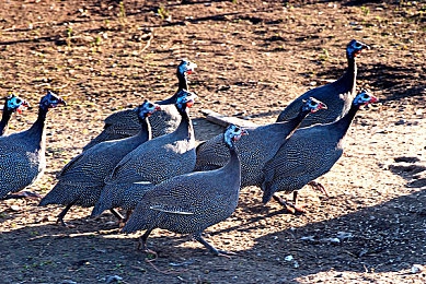 台湾佬中文娱乐222：《极限竞速：地平线》推出华语改装专题，打造专属中文街头赛车风格-3