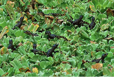 男生女生一起戳戳戳：双人指尖竞速新游上线，同步点击协作闯关攻略全解析-4