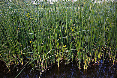 黄色b站：当速度邂逅社区，地平线上的亮黄信仰-4