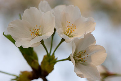 欧美一区二区亚洲：极限竞速地平线新攻略，全球赛道驾驶技巧与车辆调校全解析-2