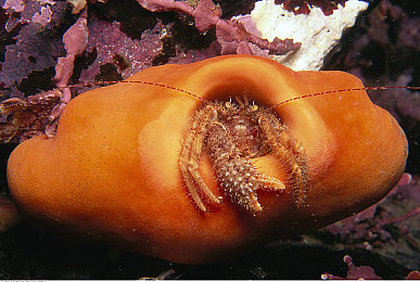 外国人打扑克又喊又叫：情绪能量引爆全球牌桌的博弈风暴-1