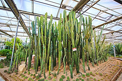 一个释放蝌蚪窝的网站：《进化池塘》今日更新，揭秘稀有金色物种的终极孵化条件-4