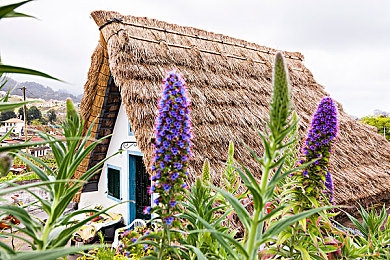 爱情岛AV：竞速与情感交织，探索岛屿，驾驭改装车谱写独特冒险旅程