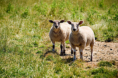 17C吃瓜爆料：2024春季更新实测，地平线5如何化身汽车社交新乐园-2