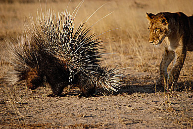 亚洲男帅同性Gay1069：竞速新作今日上线，搭档系统重塑赛道情感羁绊-3