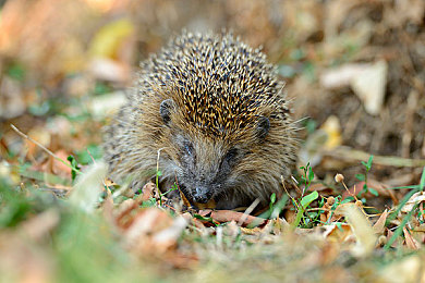 国产成a人片：驾驭民族工业脉搏，体验真实赛车生涯-2