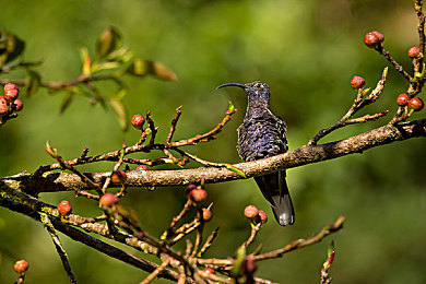 ww黄色：极速狂飙新纪元，战术与速度的终极对决-4
