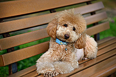 3.0.3免费oppo版破解大全苹果,可以安装：极速驾驭，真实赛道与无限改装的移动竞速革命-3