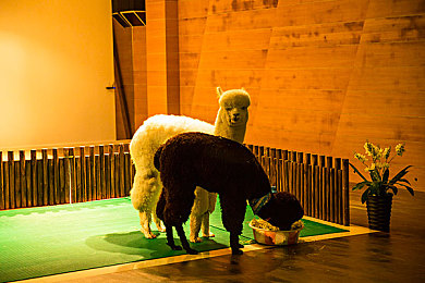 男人搞女人app：极速心跳，霓虹羁绊，引擎轰鸣中的温情旅程