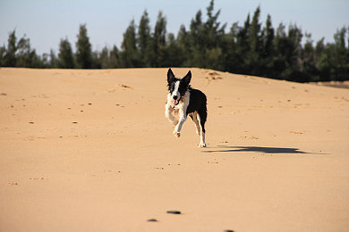 国产成人免费AV电影:国产赛车新作明日公测,免费开放世界驾驶体验即将上线-4