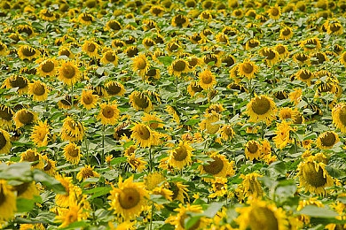 黄色软件华为3.03：硬核改装新游上线，编程调校赛车引爆科技竞速热潮-4