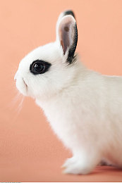 Chinese体育生自慰XXX：极速征途中国车手，虚拟赛道上的真实成长与自我突破-4