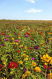 国产吃瓜精典黑料泄密：引擎背后，真相与荣耀的竞速调查-3