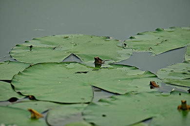 中国体育生脱裤自慰：极速狂飙今日上线，独创心理竞速系统打破传统驾驶体验-3