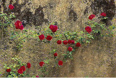 8x华人：龙纹涂装飞驰墨西哥，华人车队极限竞速艺术解析-3