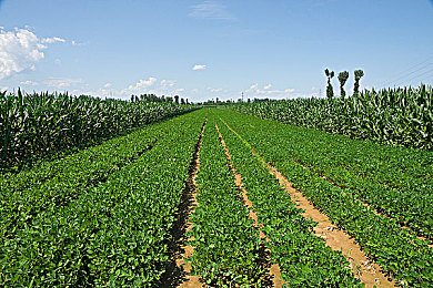 红猫大本营：阵营竞速新游今日上线，融合团队战术与改装玩法引爆赛道-1