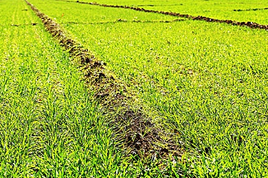 五月天色欧美：极限竞速地平线5，驰骋墨西哥的视觉盛宴与文化之旅-5