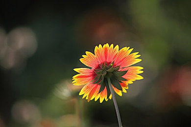 蝌蚪窝一个开放的网站：极限竞速地平线5，自由进化之旅，从新手到传奇的驾驶乐园-3