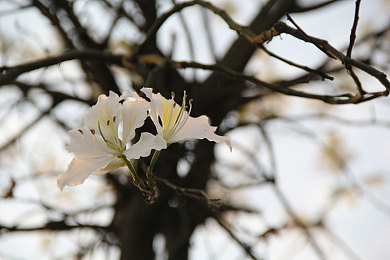 可爱清纯小男生GAY：极速幻想全新模式上线，体验纯真少年的竞速成长之旅-3