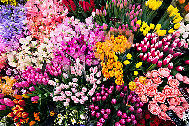 人与猪性交：钢铁心跳，荒野共鸣，失控边缘的共生竞速-4