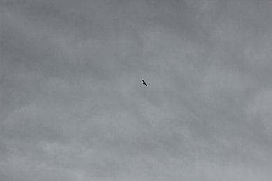 APP东京热：霓虹夜幕，疾驰于都市脉搏的非法竞速诗篇-2