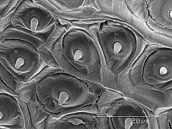 软件下载3.0.3每天无限次破解版大全华：极限竞速地平线新评测，开放世界如何实现无限驾驶乐趣-3