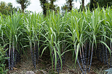 自由场景性别成熟性成熟性别自由：夜之城新纪元，角色塑造打破传统定义，开启身份叙事革命-2