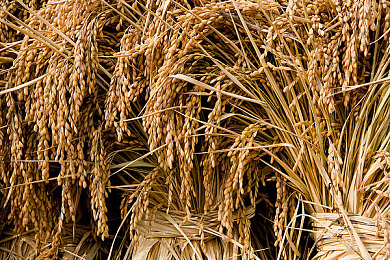 狼人色综合网:暗夜疾驰身份竞速上线,赛车与身份推理引爆玩家热潮-5