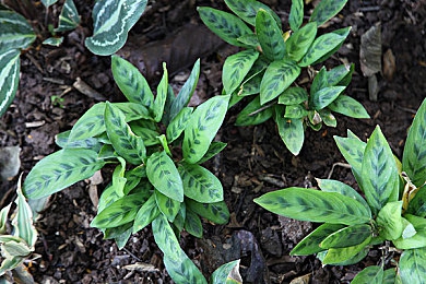 上床的软件：移动起居室，驾驶模拟与生活艺术的虚拟融合-4