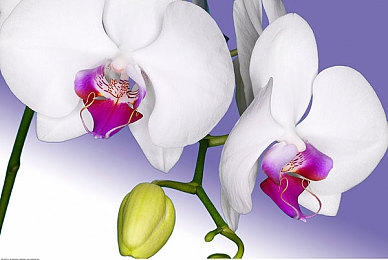 福瑞18+:兽魂引擎,都市暗影中的竞速抉择-3