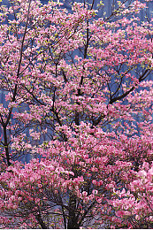 白袜体育生被强制炸精：临界边缘，氮气革命，极速狂飙的强制突破时刻-3