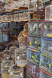 原神八重神子和丘丘人繁衍后代：雷火交织引爆战场，元素反应战术深度解析-5