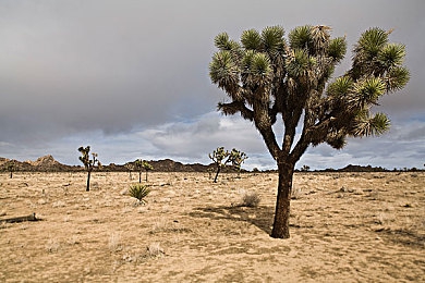 泄密黑料：极速暗战，赛道上的无声谍影-3
