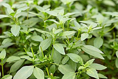 久草 福利：当引擎遇见禅意，这款赛车游戏用园林赛道重新定义速度美学-3