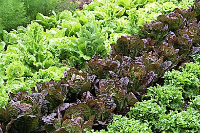 鬼灭之刃蝴蝶忍被鬼侵犯：紫影毒华，舞刃于绝境中的生死博弈