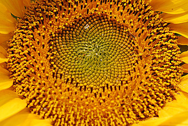 八重神子与丘丘人繁衍后代：狐斋宫记忆与深渊遗民的文化共生猜想-3