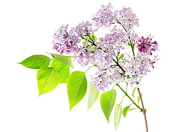 赵丽颖换脸大战金刚3：明星面容自由定制，巨兽都市决战震撼开启-4